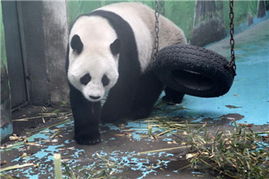 中國政協委員聚焦動物飼養規范，推動生態文明建設與畜牧業高質量發展