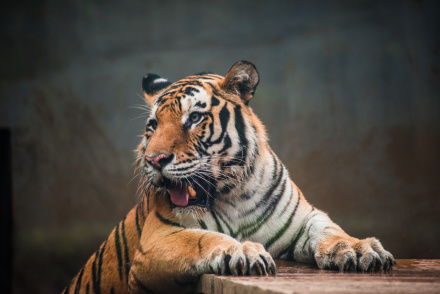動物致人損害責任的構成要件解析 基于《民法典》的視角