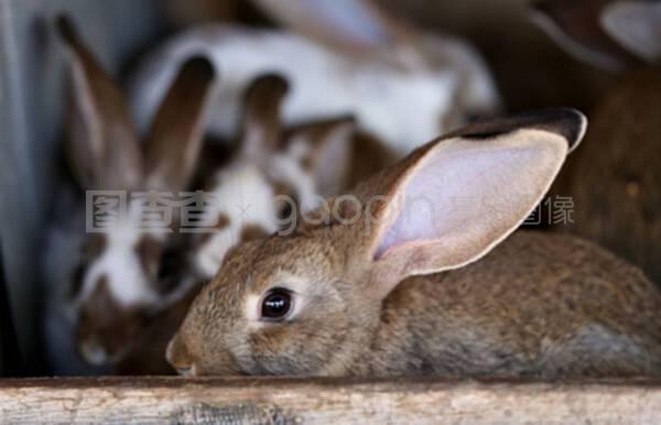幼兔動物養殖場及繁殖技術，飼料生產全攻略