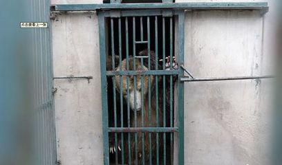 河南動物園棕熊咬死飼養員后續 肇事熊被關“禁閉”，飼料生產安全引關注